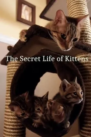 Carátula de The Secret Life of Kittens