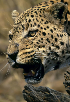 Top 10 animal: Ataques (Documental) - Sinopsis, Reparto y Temporadas