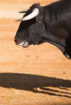 Carátula de Toros para todos -