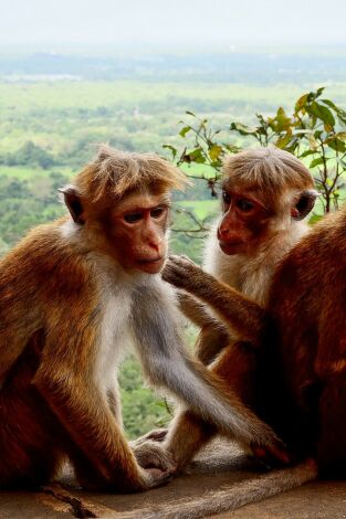 Carátula de Voyages vert vous