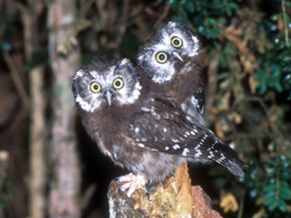 Carátula de Xarxa Natura